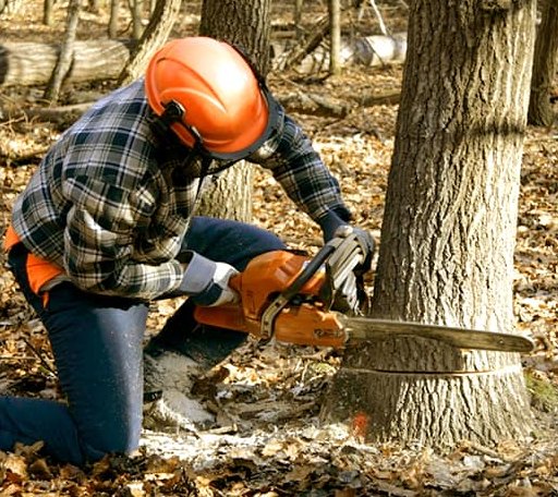 Tree Removal in Mio, MI